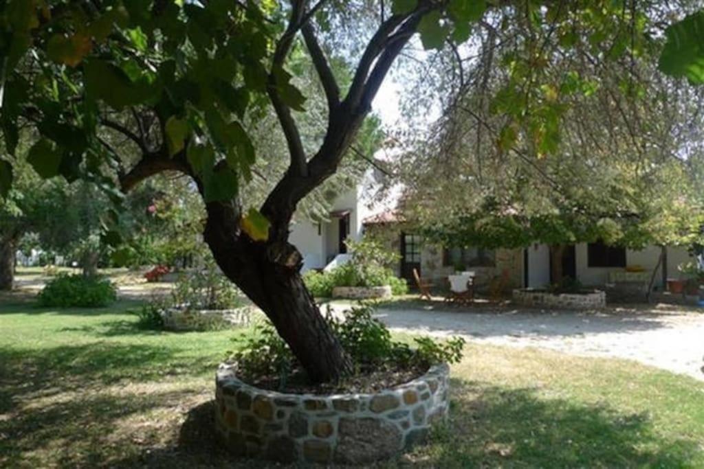 Traditionelles Appartement Athos Shadow Am Meer Paralia Sikias Eksteriør billede